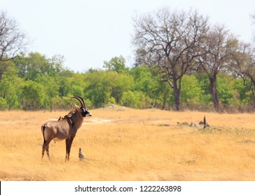 A Rare Roan Antelope Standing On The Dry Open Plains Of Hwange National Park, Zimbabwe