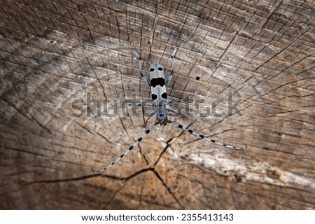 Rare rosalia longicorn in the forest. Rosalia alpina in the Little Carpathians park. Blue beetle with black stains and long feelers.