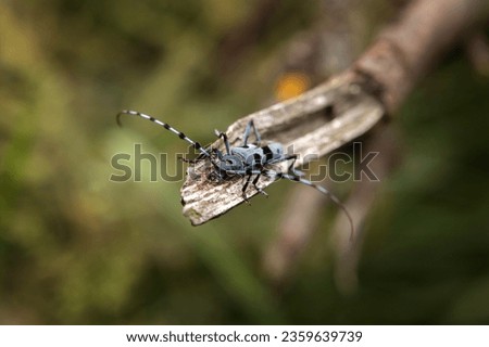 Rare rosalia longicorn in the forest. Rosalia alpina in the Little Carpathians park. Blue beetle with black stains and long feelers.