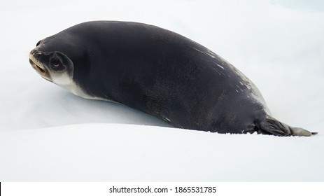 Ross Seal 图片 库存照片和矢量图 Shutterstock