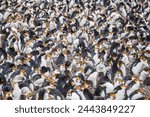 rare Royal Penguin in a colony, Southern Ocean, Australia