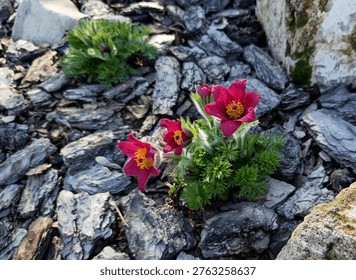 Rare ruby red Pasque flower (Pulsatilla vulgaris), first spring flowers in ornamental garden