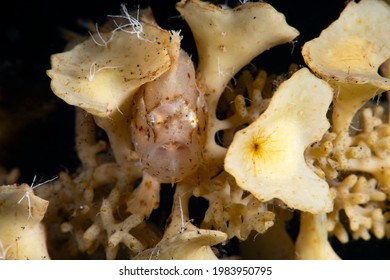 A Rare Sargassum Frogfish - Histrio Histrio. Underwater World Of Tulamben, Bali, Indonesia.