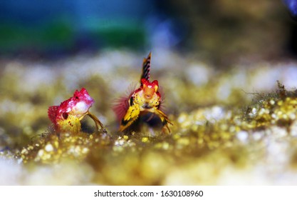 Rare Scene Of Pair Red Ruby Dragonet Fishes Mating Dance