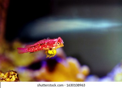 Rare Scene Of Pair Red Ruby Dragonet Fishes Mating Dance