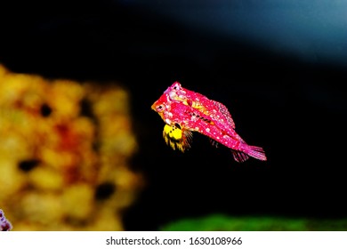 Rare Scene Of Pair Red Ruby Dragonet Fishes Mating Dance