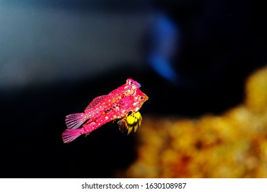 Rare Scene Of Pair Red Ruby Dragonet Fishes Mating Dance