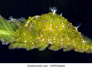 A Rare Sea Hare (Petalifera Ramosa) Feeds On Sea Grass. Macro Underwater World Of Tulamben, Bali, Indonesia.