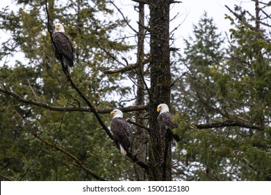 A rare sight of multiple bald eagles perched in the same pine tree in the forests near coeur d'alane lake in northern idaho