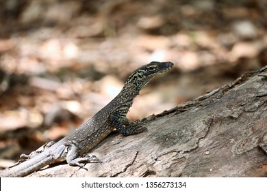 A Rare Sighting Of A Baby Komodo Dragon On A Tree Trunk