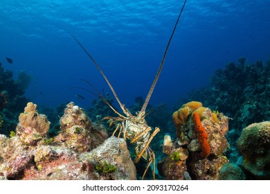 A rare sighting of a Caribbean spiny lobster out in the open during daylight hours. These crustaceans usually spend the day hiding under ledges but this one was shot scurrying across the reef