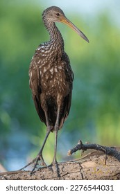 A rare sighting of a Limpkin in Oklahoma - Shutterstock ID 2276544031