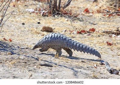 Rare Sighting Of A Wild African Pangolin Walking Through The Bush.  They Are UNESCO Threatened Red List And Are Critically Endangered Due To Poaching.  The Scales Are A Delicacy In China