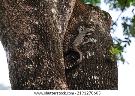 A rare sighting of a young clouded monitor lizard basking high up on a tree trunk in Singapore's Yio Chu Kang Crescent, 9 AM, 18 Aug 2022.  