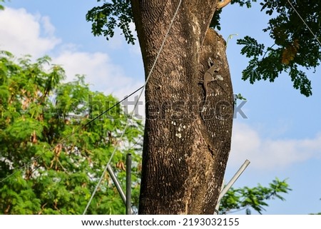 Rare sighting of a young Clouded Monitor Lizard on a tree trunk in Yio Chu Kang Cres forest, Singapore in Aug 2022. Loss of habitat has reduced its population considerably.