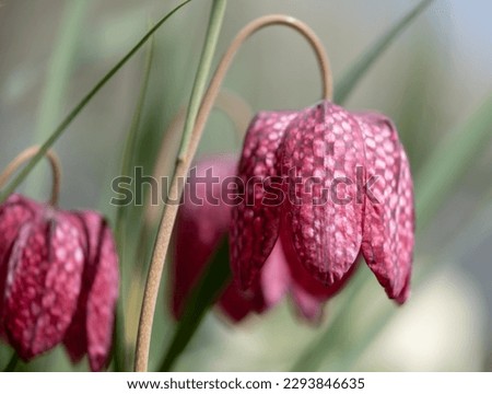 Rare snake's head fritillary meleagris flowers growing wild in the grass outside Eastcote House walled garden, London Borough of Hillingdon, UK. The flowers grow traditionally in water meadows. 