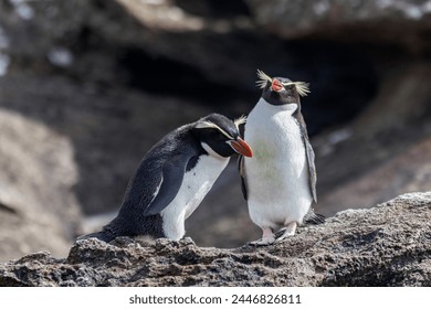 rare Snares crested penguin on the Snares Island, New Zealand