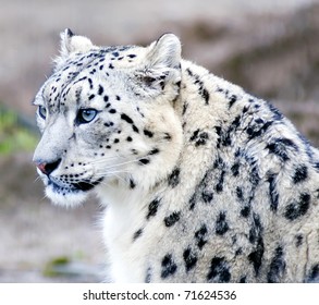 The Rare Snow Leopard
