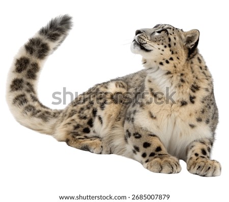 Rare Snow Leopard lying down Proudly Photorealistic Detail Isolated on White Background
