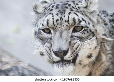 rare snow leopard portrait grin