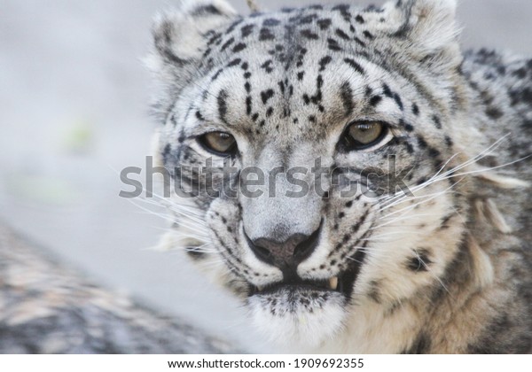 rare snow leopard portrait\
grin