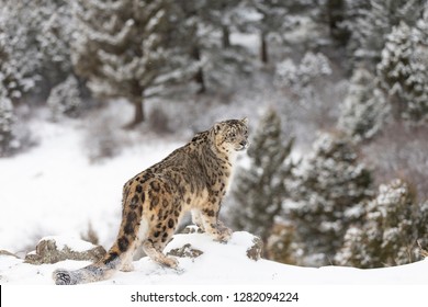 Rare Snow Leopard in Snowy environment