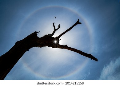 Rare solar halo in a cloudless sky,A halo effect around the midday sun in the rainy season, inverted clouds and dead trees, by the sea.