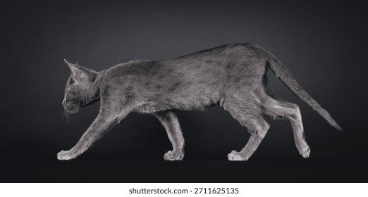 Rare solid blue Savannah cat kitten, walking side ways. Looking straght ahead away from camera showing profile. Isolated on a black background.