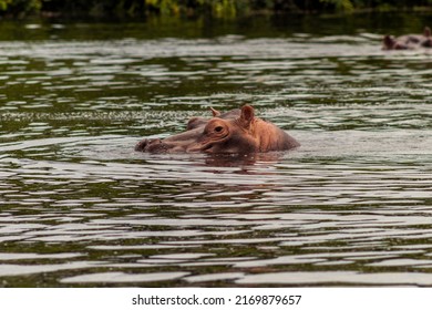 Rare species of hippopotamus on the island of Orango live in freshwater and saltwater.