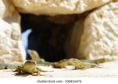 Rare species of lizards on a island (Dragon Island) near Mallorca - Shutterstock ID 536816476