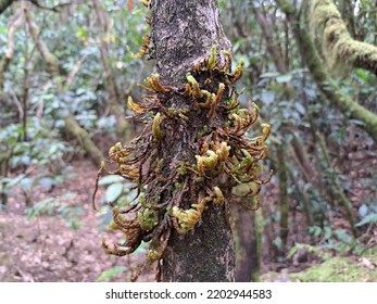 Rare Species Of Moss From Gomera Island 