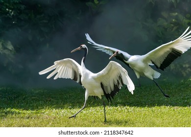 Rare Species Of Red-Crowned Crane