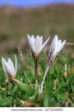 Rare spring flower Crocus reticulatus. Alatau crocus. Early spring