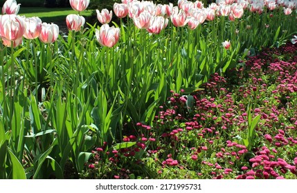 Rare Stunning Photo Of Tulips Blooming In White And Red With Lush Leaves And Pink Chrysanthemum Plant