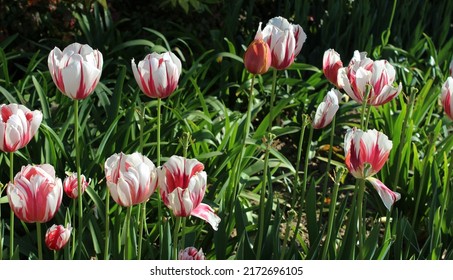 Rare Stunning Photo Of Tulips Blooming In White And Red With Lush Leaves