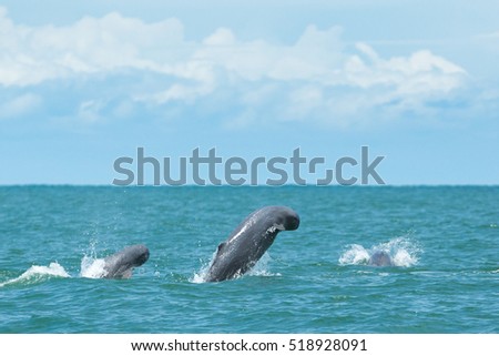 Rare thai finless whale jumping off of water