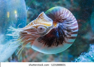 Rare Tropical Marine Life Portrait Of A Nautilus Cephalopod A Living Shell Fossil Underwater Sea Animal