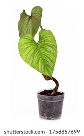 Rare Tropical 'Philodendron Mamei' Houseplant With Large Leaves With Silver Pattern In Transparent Flower Pot Isolated On White Background