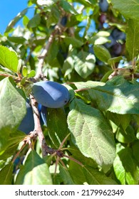 A Rare Type Of Fruit Of Prunus Subg Species.