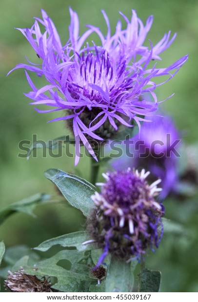 Rare Unique Flowers Forest Eastern Europe Stock Photo (Edit