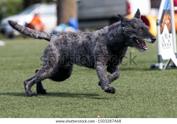 Rare unique gray brown with brindle Holland Dutch\
sheepdog herder running full speed on dog sport competition.\
Independent rough haired sheepdog outdoors on dog agility equipment\
running course
