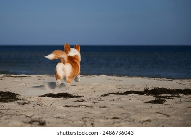 Rare view of adorable welsh corgi pembroke puppy funny running on the beach. Dog playing outdoors near the sea - Powered by Shutterstock