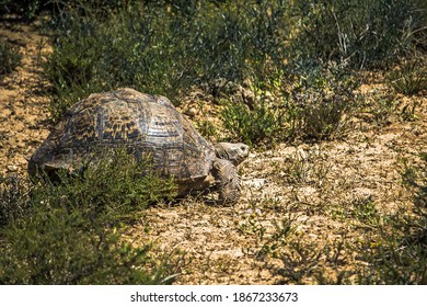 290 The Turtle Standing On The Ground Images, Stock Photos & Vectors ...