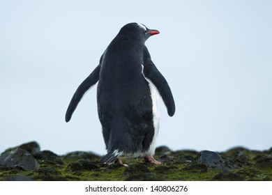 Rare view image of a standing  penguin on a rocky surface - Powered by Shutterstock