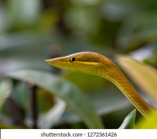 Rare Vine Snake Found Roatan Honduras Stock Photo 1272361426 | Shutterstock