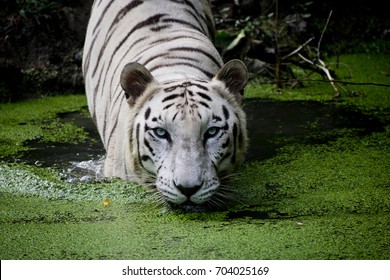 rare white bengal tiger swimming in water