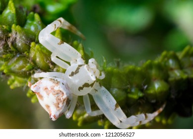 Rare White Crab Poisonous Spider Bhopal Stock Photo 1212056527