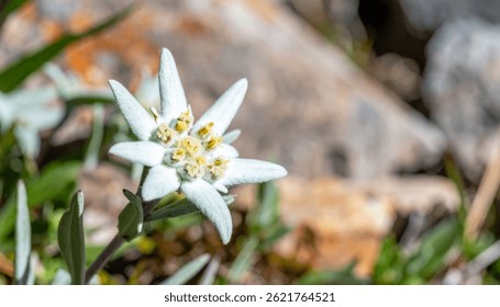 Flor blanca rara de Edelweiss con pétalos borrosos y hojas verde plateado sobre fondo alpino rocoso aislado, profundidad completa del campo, concepto de montaña salvaje