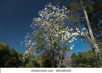 Rare White Jacaranda and purple jacaranda trees in the park. Grafton, Australia.