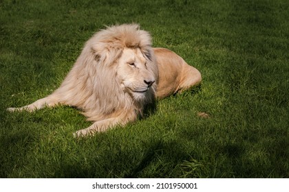 A Rare White Lion Sitting On Grass  In South Africa